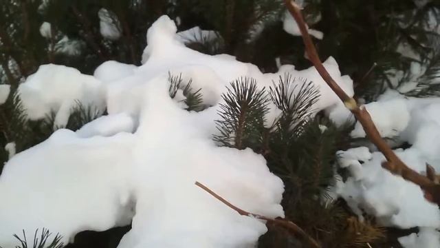 Древовидный пион уход в зиму ноябрь 2019 смотреть онлайн