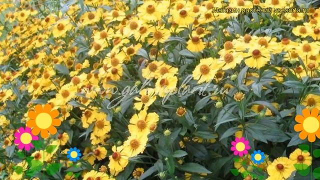 Гелениум осенний Пипскуик. Краткий обзор, описание характеристик helenium autumnale Pipsqueak смотреть онлайн