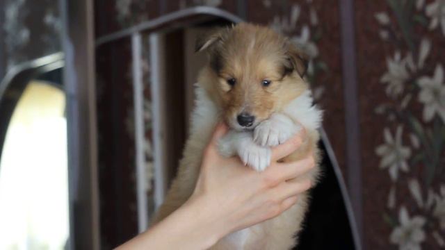 Кобель №1 - 35 дней смотреть онлайн