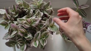 Традесканция Unicorn (новинка)