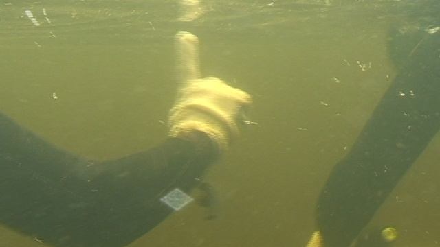 Подводные просторы России №43. Уроки подводной охоты. День I смотреть онлайн