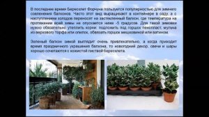 БЕРЕСКЛЕТ В ДОМАШНИХ УСЛОВИЯХ