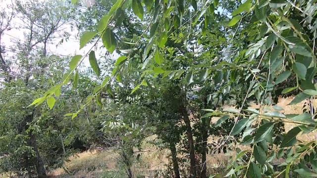 Загадочные оотеки