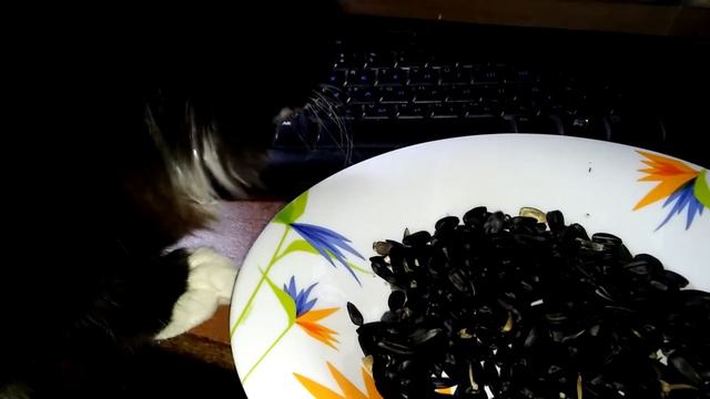 кот есть семечки смотреть онлайн