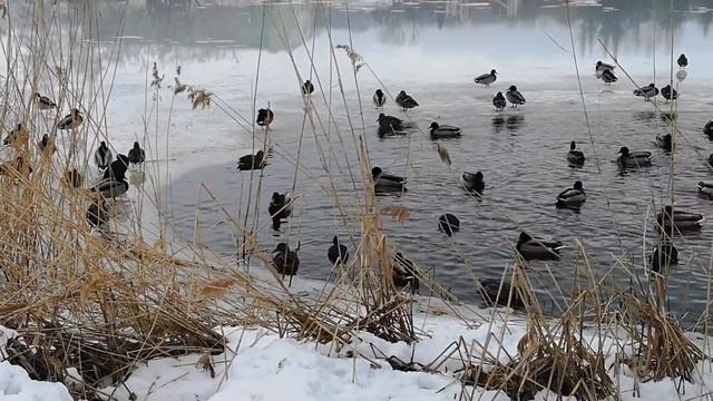 озеро... ФЕВРАЛЬское смотреть онлайн
