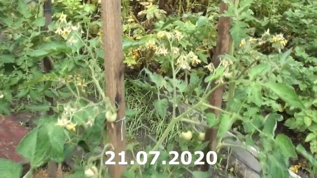 Томат Колибри с мая по сентябрь 2020 года смотреть онлайн