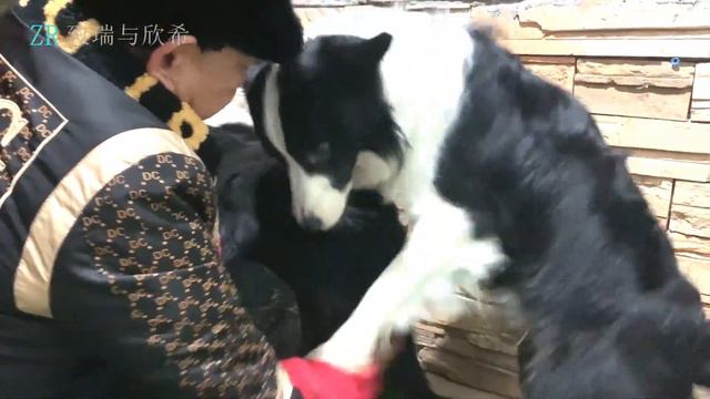 2019年冬季，母边牧犬哔哩交配的故事 смотреть онлайн
