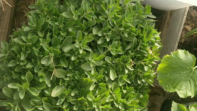 От мучнистой росы без химии. смотреть онлайн