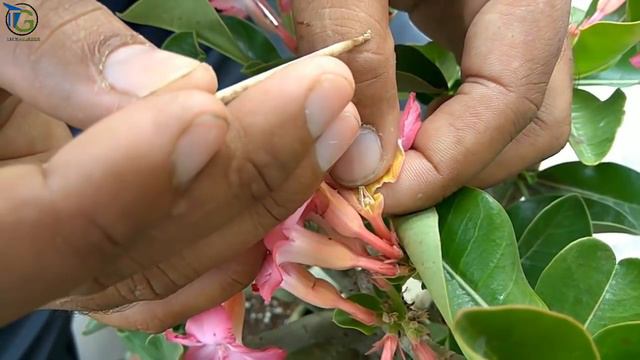 Hand Pollinating desert rose (Adenium) by expert смотреть онлайн