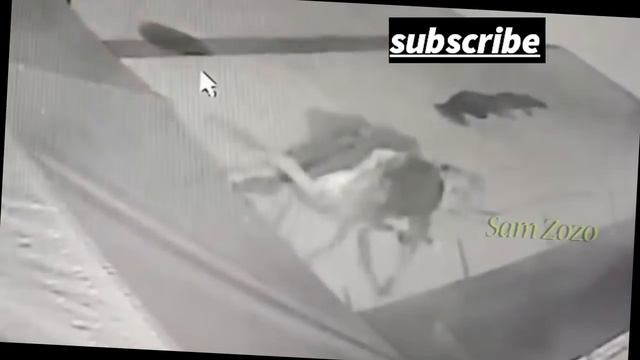 Pit bull vs tiger fight real- Leopard attack guard dogs смотреть онлайн