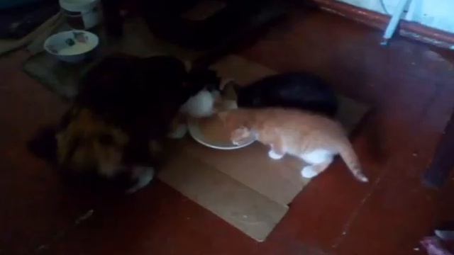 Как росли Рыжик и Лапочка от 2 дней до 8 месяцев смотреть онлайн