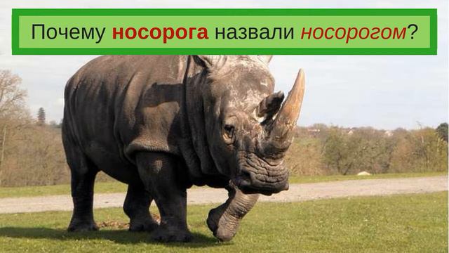 Происхождение слов. Носорог. смотреть онлайн