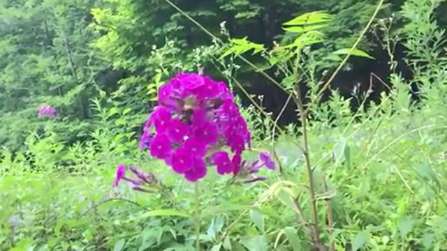 Hummingbird Moth In SLOW MOTION