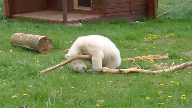 Siku, The polar bear kid, at Skandinavisk Dyrepark, Djursland, Denmark. смотреть онлайн