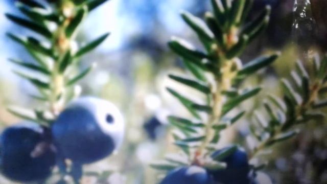 Шикша: лечебные свойства и противопоказания.