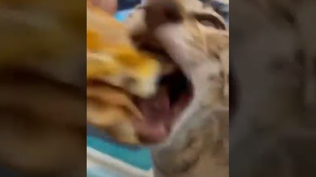 Cat makes sounds while eating a burger смотреть онлайн