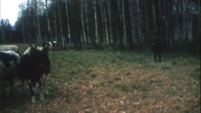 Во бору брусника КУКУ- КУКУ смотреть онлайн