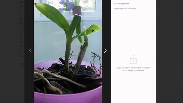 Орхидея дендробиум. Что делать с малышами? смотреть онлайн