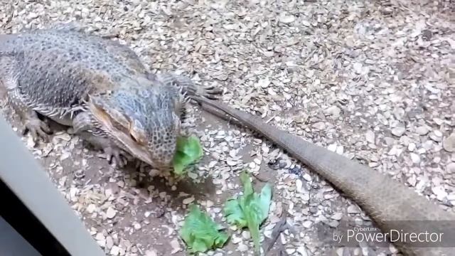 Что едят бородатые агамы смотреть онлайн