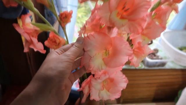 ВЛОГ: Первый раз пользуюсь керхером / Вырастила дыньки / Ручная ящерица смотреть онлайн