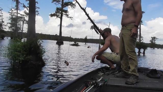 Louisiana Alligator Hunt