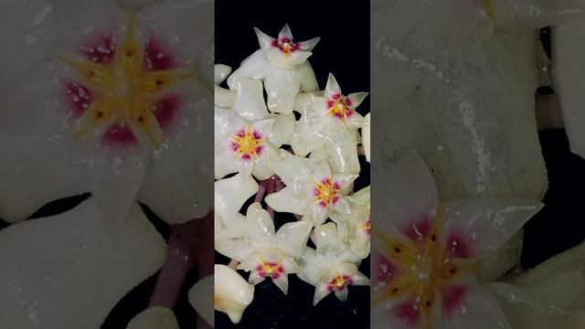 Hoya acuta blooms in my kitchen garden.???? смотреть онлайн
