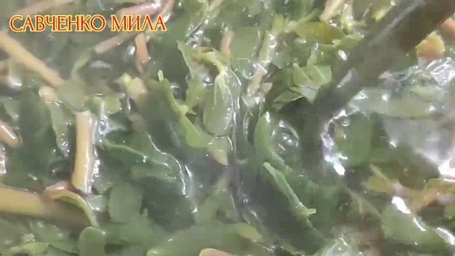 Лечебные свойства и полезные советы