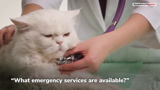 How To Find The Right Vet Clinic For You And Your Pet