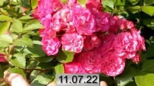 Роза Динки/Dinky. Этапы цветения.