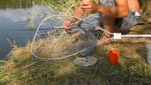 Ведро раков на поплавочную удочку.