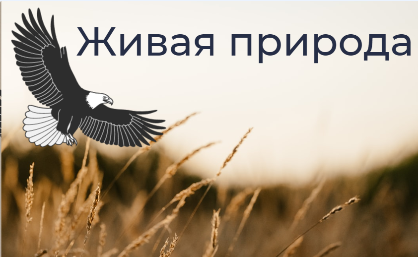 Живая природа.mp4 смотреть онлайн