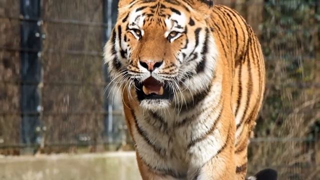 Дикие животные.Изучаем самых больших хищных кошек в мире. смотреть онлайн