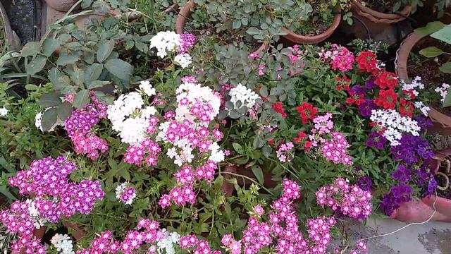 Update on phlox... смотреть онлайн