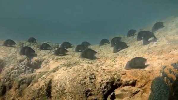 Into The Universe With Stephen Hawking - Aliens