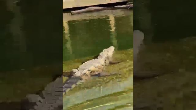 Дубай Сафари Парк Зоопарк 5 смотреть онлайн