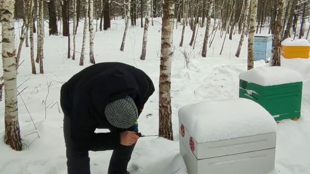 Проблема с птицами на пасеке. Какая температура в улье зимой? смотреть онлайн