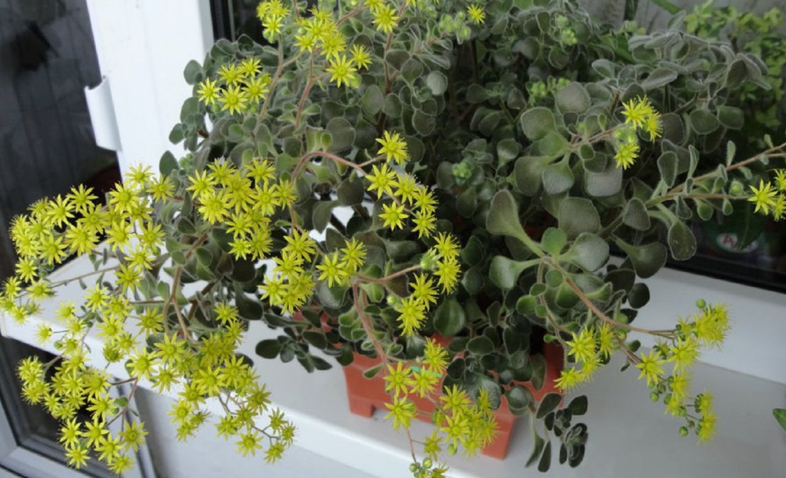 Уход за аихризоном в домашних условиях, обрезка комнатного цветка, как поливать дерево любви? смотреть онлайн