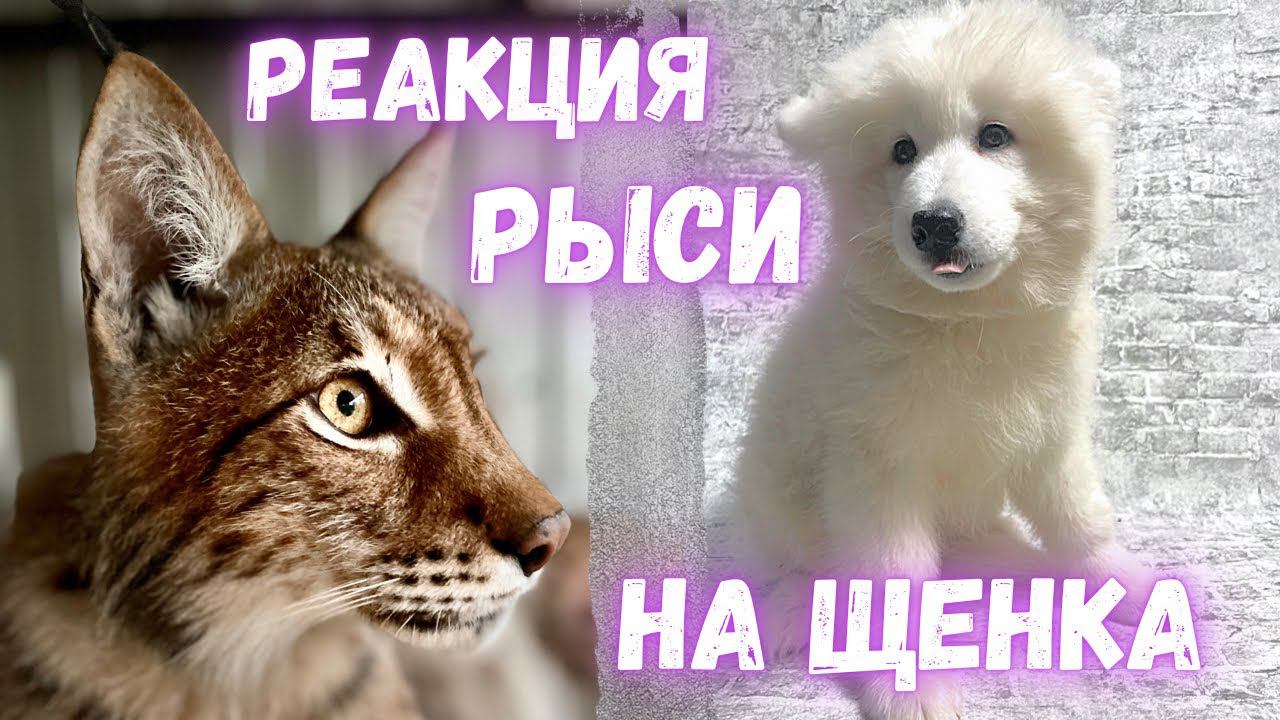 Реакция рыси на щенка самоеда!