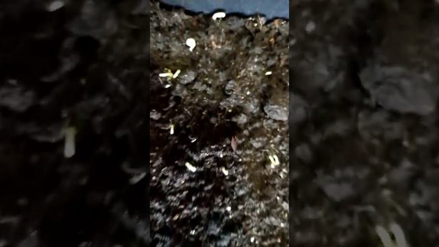 посев семян баклажанов, перцов, томатов на рассаду. БЫСТРЫМ И ЛЕГКИМ СПОСОБОМ!!! часть 2 смотреть онлайн