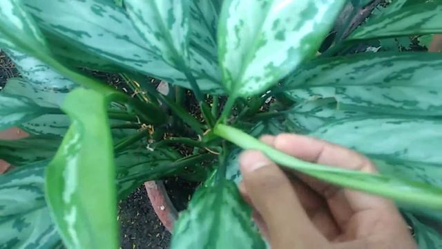 All about Aglaonema / Indoor Plant // Air purifying plant and care tips смотреть онлайн