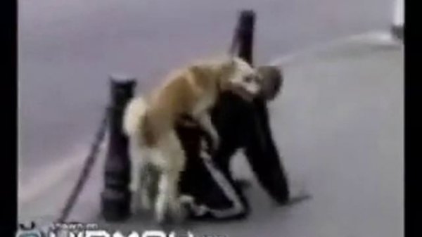 полная зоофилия