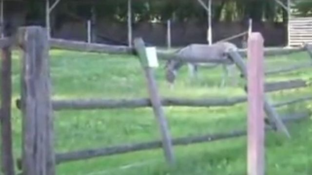 horny donkey смотреть онлайн