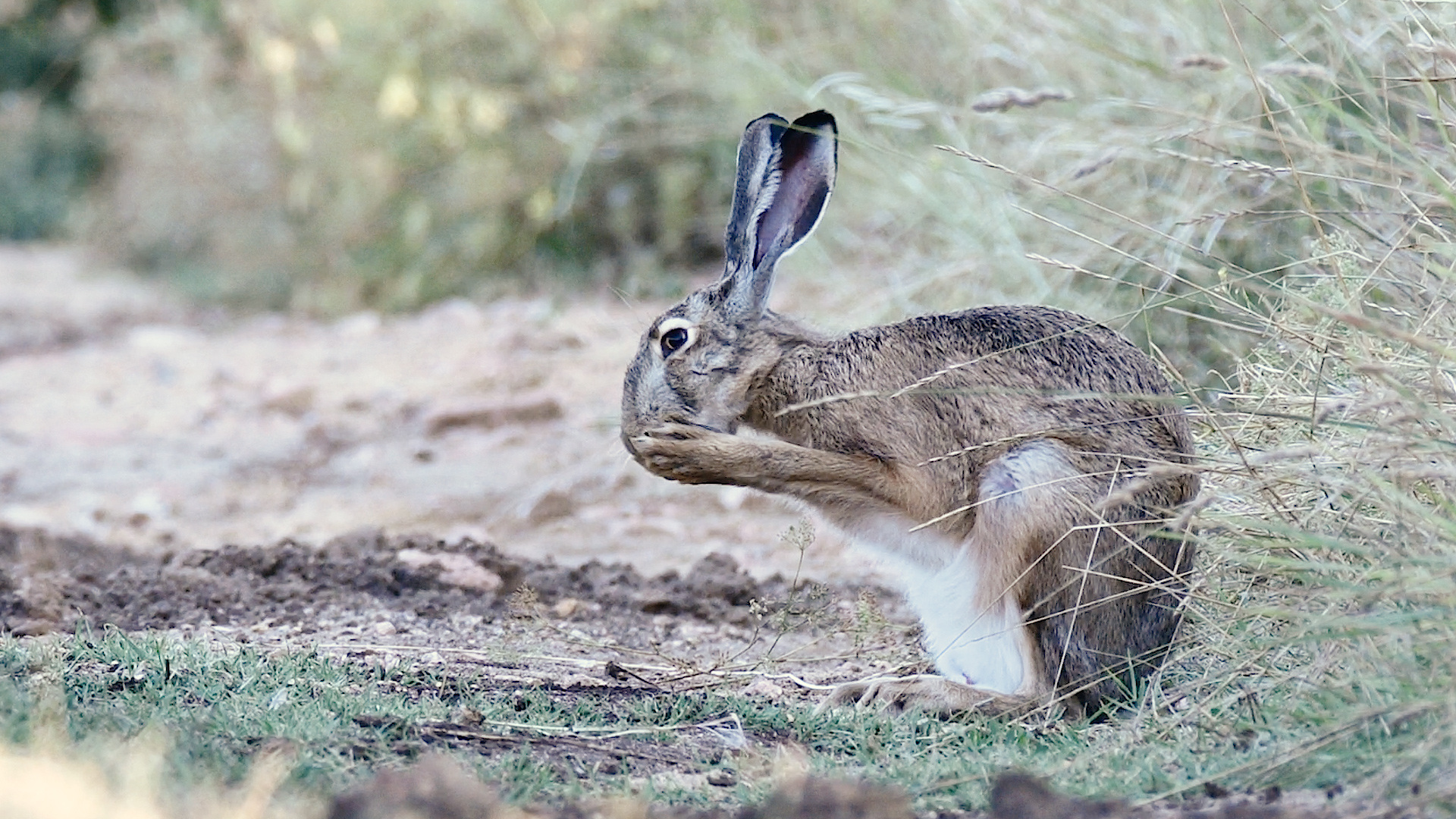 Сможете ли вы лизнуть своё ухо? А заяц может! смотреть онлайн