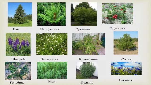 Естественнонаучная грамотность. Задания формата PISA на уроке