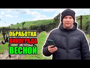 Обработка винограда весной от болезней и вредителей