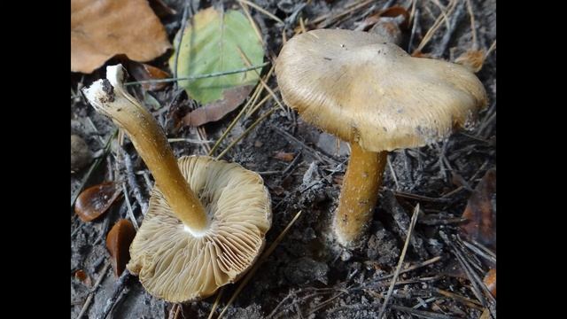 Inocybe cookei смотреть онлайн