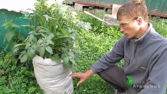 Выращивание картофеля в мешках смотреть онлайн