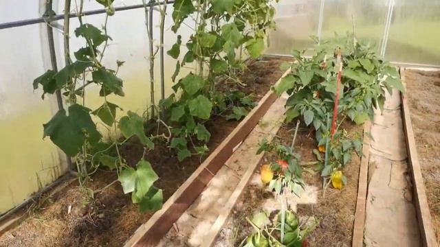 Дачные будни 9 сентября 2023 г. Грибное безумие. Готовлю теплицу. Убираю лук порей. смотреть онлайн