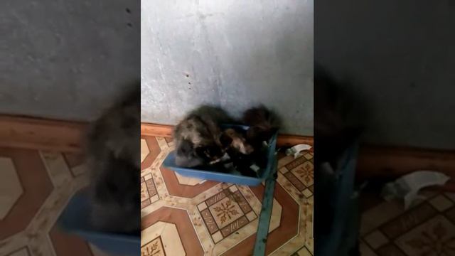 Котенок учится на лоток. Умора!!!Смотрите до конца смотреть онлайн