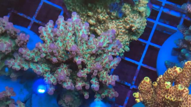 REx New Fantasy Acro. «REEF EXCLUSIVE» смотреть онлайн